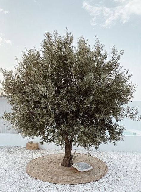 Olive Trees Landscape, Modern Backyard Landscaping, Modern Backyard, Mediterranean Garden, Home Landscaping, Olive Tree, Desert Landscaping, Back Garden, Modern Garden