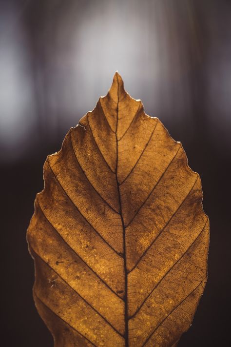 Chestnut Leaf, Horse Chestnut Trees, Leaf Poster, Pink Portrait, Chestnut Trees, Leaf Images, Leaf Texture, Chestnut Horse, Red Tree