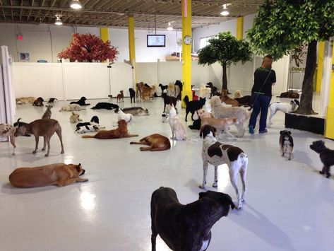 Dog Daycare Lobby Ideas, Luxury Dog Daycare, Dog Daycare Ideas, Dog Daycare Design, Kennel Business, Dog Boarding Ideas, Dog Daycare Business, Dog Day Care, Indoor Dog Park