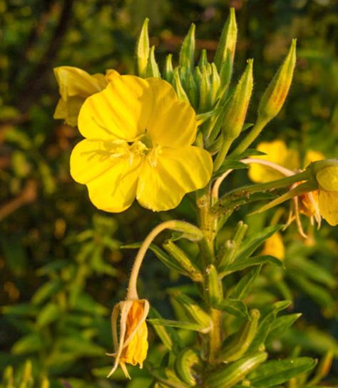 Fragrant and showy, Oenothera biennis (Common Evening Primrose) is an erect biennial featuring large, bowl-shaped, lemon-scented, yellow flowers, up to 2 in. across (5 cm), at the top of a stiff, purple-tinged flower stem. Plant Field, Oenothera Biennis, Evening Primrose Flower, Primrose Plant, Primrose Flower, Evening Star, Four O Clock, Coffee Plant, How To Attract Birds