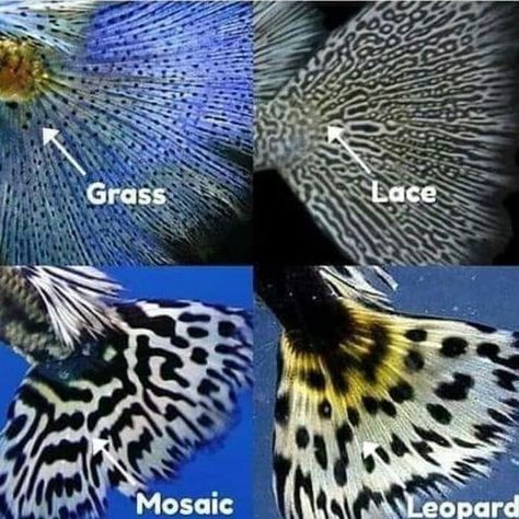 Guppy Fish Types, Fish Aquarium Decorations, Big Aquarium, Tropical Fish Aquarium, Tropical Fish Tanks, Guppy Fish, Fishing Room, Discus Fish, Fish Tales