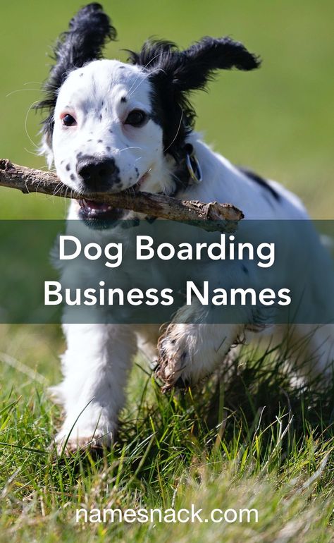 Kennel Business Ideas, Dog Boarding Business Names, Pet Boarding Business Ideas, Dog Boarding Facility Ideas Pet Resort, Dog Business Names, Doggie Daycare Ideas, Dog Daycare Ideas, Dog Boarding Facility Ideas, Dog Boarding Business