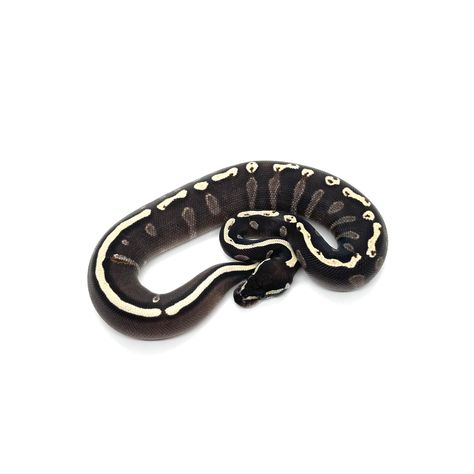 Mojave Ball Python, Pied Ball Python, Rosy Boa, Danger Noodles, Python Regius, Black Pastel, Ball Python Morphs, Black Banana, Ball Pythons