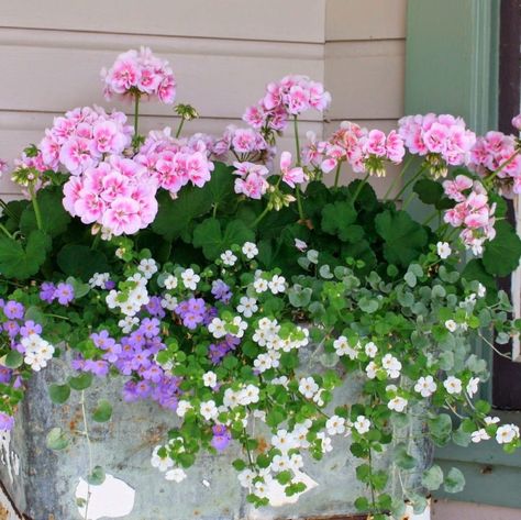 Spring Planter Ideas, Garden Pot Ideas, Front Porch Flower Pots, Window Box Plants, Front Porch Flowers, Spring Planter, Porch Flowers, Container Garden Design, Window Box Flowers