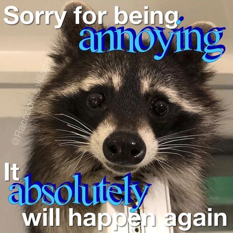 Hilarious Animal Pictures, Racoon Funny, Possum Memes, Raccoon Memes, Funny Dog And Cat, Trash Pandas, Raccoon Funny, Trash Panda, Wild Wild West