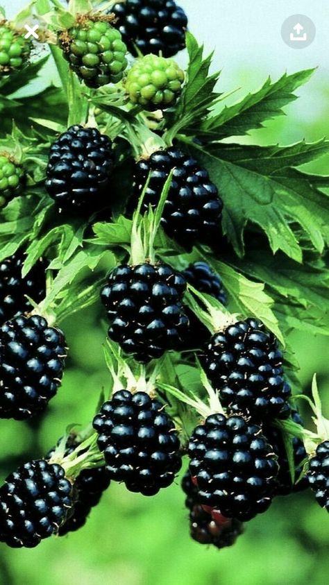 Blackberries Fruits Photos, Fruit Picture, Fruit Wallpaper, Fruit Photography, Beautiful Fruits, Fruit Plants, Exotic Fruit, Fruit Garden, Fruit Design