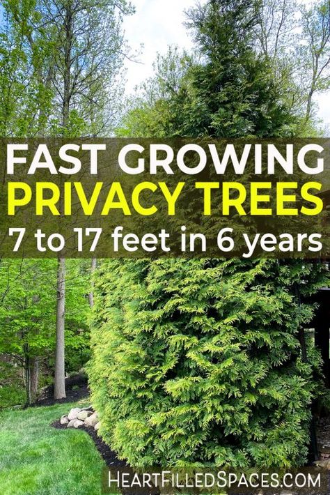 Evergreen For Privacy, Landscaping For Dummies, Fast Growing Hedges For Privacy, Pine Tree Backyard, Privacy Hedges Fast Growing, Birch Garden, Evergreen Trees For Privacy, Fast Growing Privacy Shrubs, Privacy Landscaping Backyard