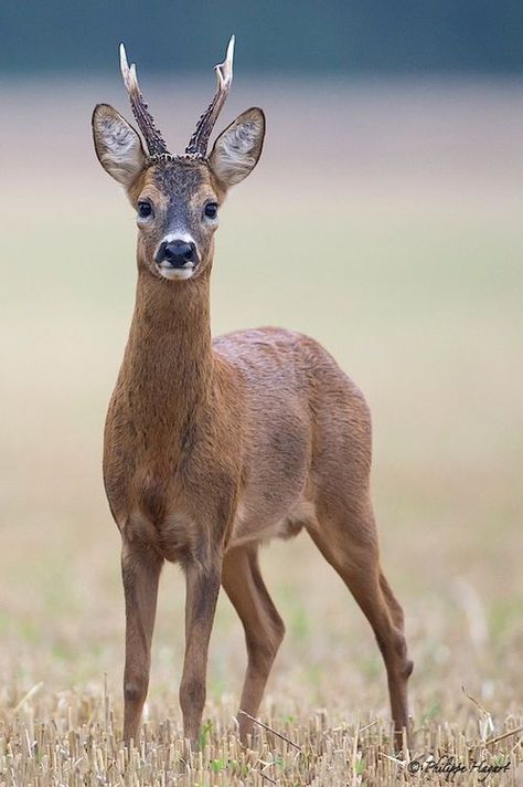 Water Deer, Moose Deer, Deer Species, Hunting Pictures, Deer Photos, Cute Ducklings, Wild Animals Pictures, Deer Family, Roe Deer