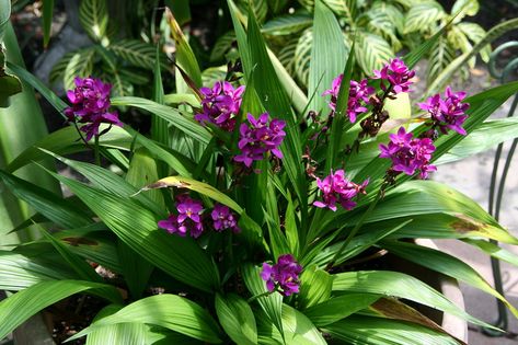 Even though it's called a "ground orchid," this one is growing in a pot and is doing very well. The Grapette Ground Orchid (Spathoglottis unguiculata) 'Grapette' is a beautiful, small terrestrial orchid with deep purple flowers one-inch across with a yellow fringed lip. The flowers are long lasting, produce successive flowers over time and have a distinct fragrance of grape juice (which I can definitely attest to). (April 26, 2008) Compact Gardening, Garden Orchids, Compound Design, Ground Orchids, Purple Flowering Plants, House Flowers, Florida Plants, Front Door Christmas Decorations, Purple Plants