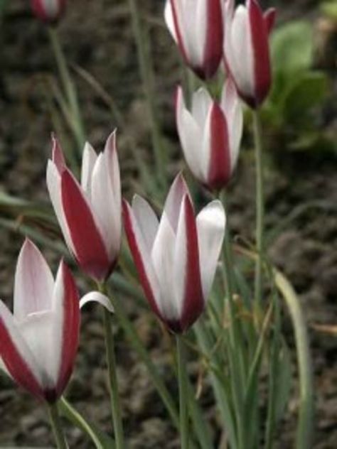 Lady Tulips. We love lady tulips (Tulipa clusiana cvs.) because it's a good naturalizing tulip that can be counted on to come back for more than one year. And for its pretty spring blooms, of course! Lady Tulip, Open Flower, Tulip Bulbs, Garden Bulbs, Sandy Soil, Replant, Fall Plants, Garden Care, Seed Pods