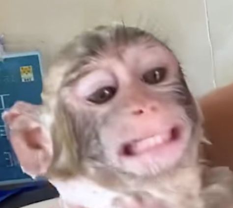 Monkey Meme, Funny Monkey Pictures, Monkey Memes, Hd Gif, Stranger Things Mike, Funny Monkey, Monkey Pictures, Monkeys Funny, Really Funny Pictures