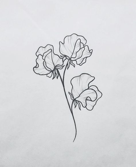 Sweet William Tattoo, Sweet Peas Flowers Tattoo, Sweet Pea Drawing Simple, Sweat Pea Flower Tattoos, Sweet Pea Bouquet Tattoo, Sweet Pea Tattoo Simple, Sweet Pea Tattoo Design, Sweet Pea Drawing, Florist Tattoo