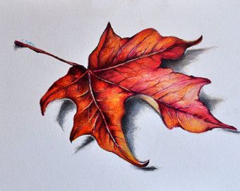 Fall Watercolors, Maple Leaf Drawing, Coloring Methods, Drawing Leaves, Botanical Artists, Autumn Leaves Art, Pencil Drawing Tutorials, Colored Pencil Artwork, Colored Pencil Techniques