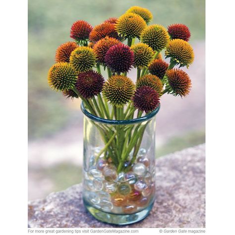 Coneflower Arrangements, Echinacea Bouquet, Coneflower Bouquet, Smart Gardening, House Flowers, Garden Compost, Echinacea Purpurea, Bouquet Ideas, Garden Gate