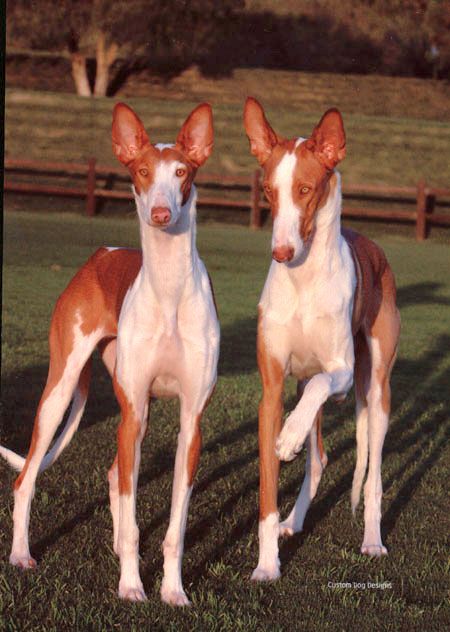 ... Ibizan Hound, Pharaoh Hound, Animal Study, Pretty Dogs, Dog Wallpaper, Chuck Norris, Hound Dog, Hunting Dogs, The Grass