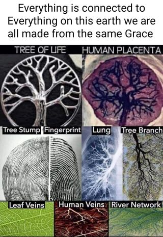 Found on America’s best pics and videos Human Placenta, Cool Science Facts, Spirit Science, Everything Is Connected, Wow Facts, Ancient Knowledge, The Tree Of Life, Science Facts, Wow Art