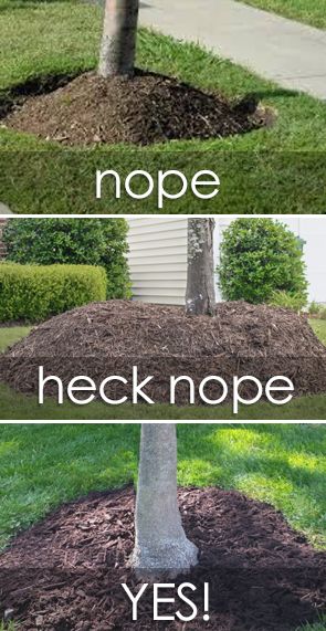 Mulch Bed Around Tree, Tree Beds Landscaping, What To Put Around Trees Outside, Tree Mulch Landscaping, Flower Bed Under Tree Landscaping Ideas, Mulch Around Trees Landscaping Ideas, Tree Mulch Ideas, How To Mulch Around Trees, Mulching Around Trees