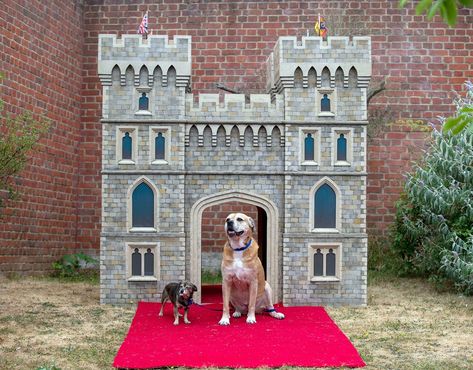 This Lottery Winner Made a Dog House Replica of Windsor Castle and Just Donated It to a Shelter Luxury Dog House, Cats Home, House Castle, Pampered Pooch, Lottery Winner, Windsor Castle, Luxury Dog, Animal Stories, Dog Beds