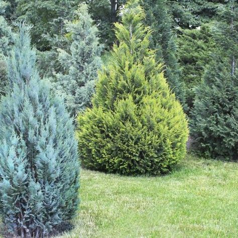 A variety of juniper bushes. Blue Point Juniper, Juniper Plant, Privacy Garden, Small Trees For Garden, Evergreen Landscape, Trees For Front Yard, Fall Container Gardens, Juniper Tree, Shade Shrubs