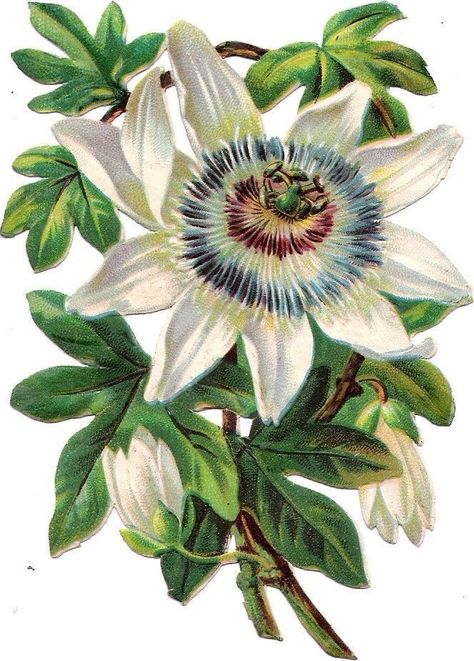 Passionfruit Plant, Plant Illustration Vintage, Biodiversity Project, Passion Fruit Flower, Victorian Scrap, Wall Murals Painted, Botanical Illustration Vintage, Mom Art, Botanical Painting