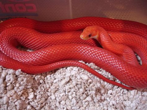 Blood Red Cornsnake. Baby Snakes, Cool Snakes, Pretty Snakes, Colorful Snakes, Snake Wallpaper, Corn Snake, Snake Lovers, Reptile Snakes, Cute Reptiles