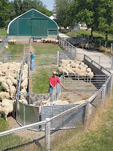 Handling Equipment for Sheep and Goats Sheep Handling Equipment, Sheep Fencing, Round Bale Feeder, Sheep Fence, Cattle Facility, Sheep House, Sheep Pen, Heritage Chickens, Barn Layout