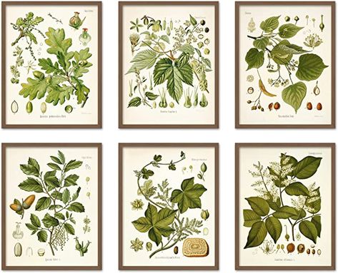 Cottagecore Aesthetic Decor, Vintage Wall Collage, Vintage Butterfly Art, Vintage Poster Prints, Illustration Botanique Vintage, Vintage Butterfly Print, Collage Wall Art, Collage Mural, Plant Wall Decor