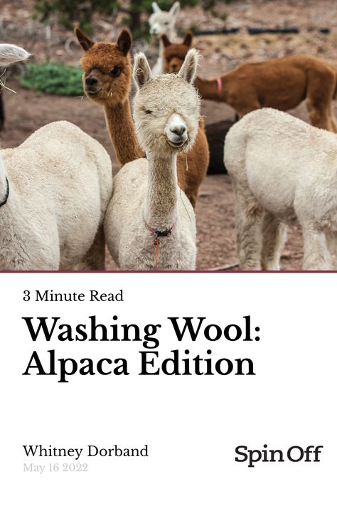 When buying an alpaca fleece, you might wonder how washing wool from an alpaca is different from washing sheep’s fleece. Wool Processing, Alpaca Facts, Farm Facts, Alpaca Fleece, Alpaca Wool Sweater, Alpaca Farm, The Barnyard, Fort Collins Colorado, Suri Alpaca