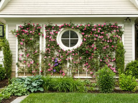 Climbing roses on side of garage Roses Garden Ideas, Cottage Garden Roses, Rose Garden Landscape, Rosé Back, Rose Trellis, Front Garden Design, Small Backyard Gardens, English Cottage Garden, Side Garden