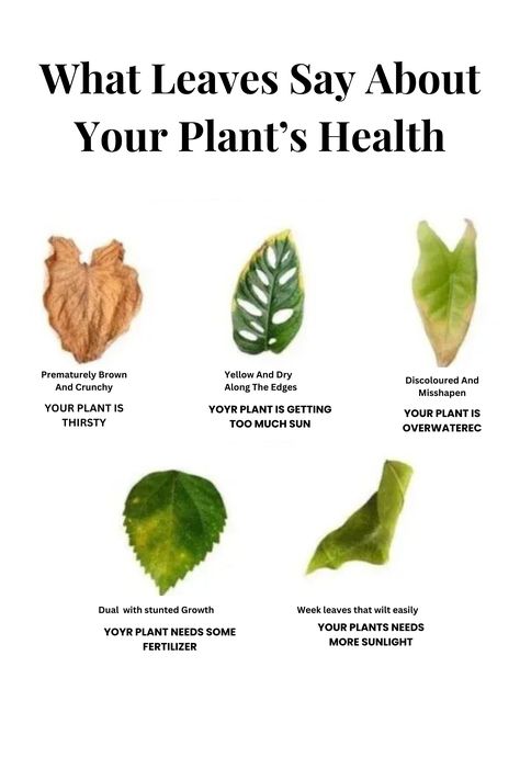 Ever wondered what your plant's leaves are trying to tell you? 🌿 A change in color, texture, or shape can reveal hidden issues affecting your plant’s health. Learn how to identify common problems and take the guesswork out of plant care. 🌱✨ #plantcare #healthyplants #gardeningtips #houseplants #greenthumb Plant Health Leaves, Plant Leaves Problems, Plant Remedies, Houseplant Ideas, Garden Notes, Plant Friends, Plants House, Amazing Plants, Lucky Plant