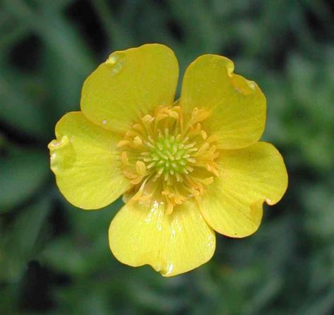 Buttercups Flower, Buttercup Field, Pretty Flower Names, Buttercup Tattoo, Random Flowers, Buttercup Flowers, Wildwood Flower, Small Yellow Flowers, Buttercup Flower