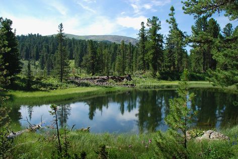 숲 사진, Boreal Forest, Summer Scenes, Jurassic Park World, Biome, Environmental Design, Forest Landscape, Heaven On Earth, Land Scape