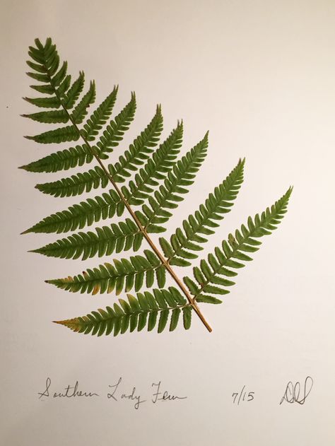 Lady Fern Tattoo, Lady Fern, Fern Tattoo, Pressed Botanicals, Southern Lady, Southern Ladies, Botanical Artwork, Printed Matter, Cover Up Tattoo