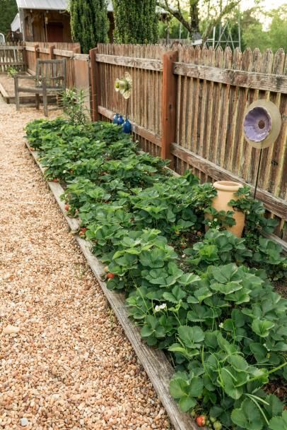 When To Plant Strawberries, Strawberry Companion Plants, Planting Layout, Strawberry Beds, Berry Garden, Strawberry Garden, Plants Growing, Backyard Vegetable Gardens, Growing Strawberries