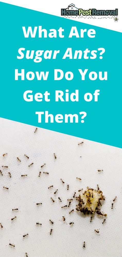 You may have heard of sugar ants and assume that the ones going after the crumbs of cake are indeed sugar ants. That may or may not be true, however. What are sugar ants, and how can you get rid of them? How To Get Rid Of Small Ants In Kitchen, Tiny Ants Get Rid Of, Small Ants How To Get Rid Of, Home Remedy For Ants In The House, How To Get Rid Of Tiny Ants, How To Get Rid Of Tiny Ants In Kitchen, Get Rid Of Sugar Ants In Home, How To Get Rid Of Ants In The House Fast, Sugar Ants How To Get Rid Of