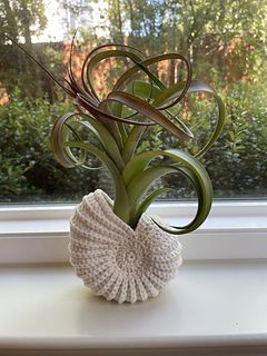 escrellin's Shell Air Plant Holder Crocheted Air Plant Holder, Crochet Air Plant Holder Pattern Free, Crochet Air Plant Holder, Crochet Plant Holder, Blow Dryer Holder, Stiff Fabric, Crochet Storage Baskets, Air Plant Display, Crochet Storage