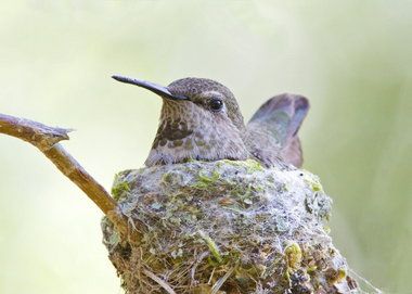 Hummingbird Nests, Hummingbird Nest, Hummingbird Nectar, Hummingbird House, Spider Silk, Anna's Hummingbird, Migratory Birds, How To Attract Hummingbirds, All Birds