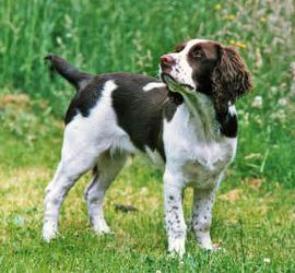 Field vs Bench Bred - English Springer Spaniel English Springer Spaniel Puppy, Springer Spaniel Puppies, Spaniel Breeds, Huge Dogs, Springer Spaniels, Cocker Spaniel Puppies, Spaniel Puppies, English Springer, English Springer Spaniel