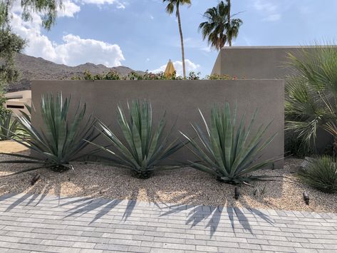 Agave sisalana look very sculptural against this accent wall at a Palm Desert home. How great would this agave look against a blank wall on your property? Desert Living Outdoor Spaces, Agave Landscaping, Desert Plants Landscaping, Palm Springs Landscaping, Desert Landscaping Backyard, Desert Landscape Design, Desert Backyard, Landscaping Retaining Walls, Modern Desert