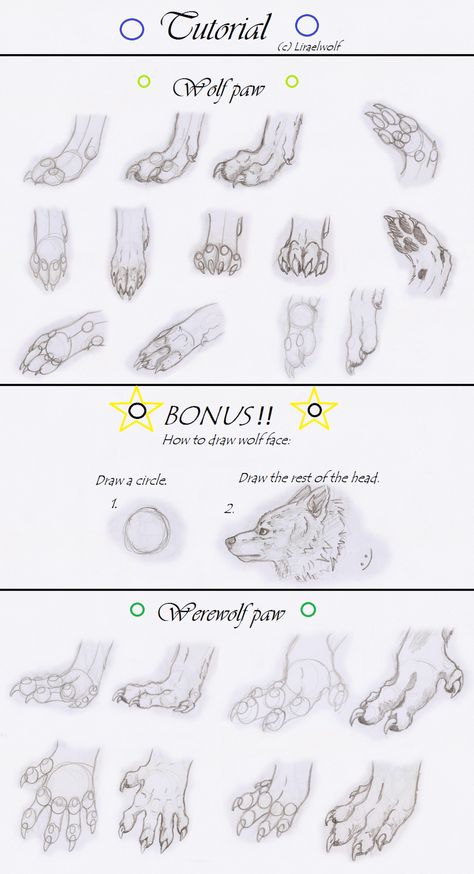 Paws Tutorial, Tutorial For Drawing, Animation Practice, Paw Drawing, Wolf Paw, Drawing Help, Artist Tips, Animal Reference, Animal Illustration Art