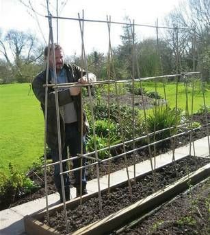 Making sweet pea support Sweet Pea Support Ideas, Pea Support Ideas, Pea Trellis, Cut Flower Garden, Sweet Peas, Plant Supports, April May, Sweet Pea, Cut Flowers