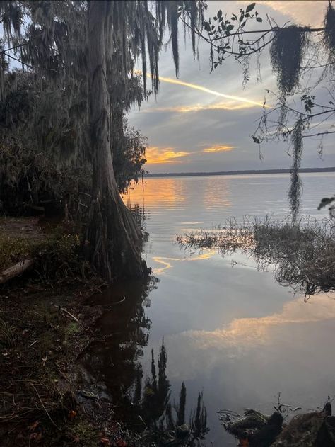 Unseen Florida | Gainesville, fl ( Palm Point Park) | Facebook Gainesville Florida Aesthetic, Niceville Florida, 4 Lifers, Louisiana Bayou, Gainesville Florida, Florida Photography, Student Housing, Student House, Year 2