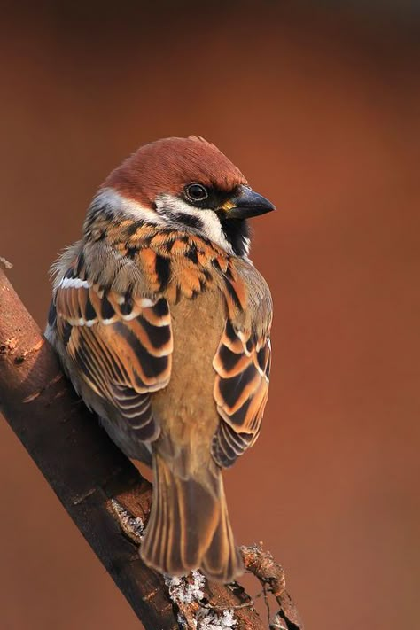 Tree Sparrow, Sparrow Art, Sparrow Bird, Bird Carving, Brown Bird, Pets Drawing, Bird Artwork, Bird Wallpaper, Sparrows