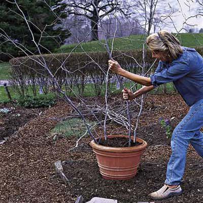 How to Build a Branch Trellis in a Pot - This Old House Morning Glories In Pots, Stick Trellis, Branch Trellis, Pot Trellis, Pea Trellis, Garden Obelisk, Diy Trellis, Morning Glories, Bamboo Garden