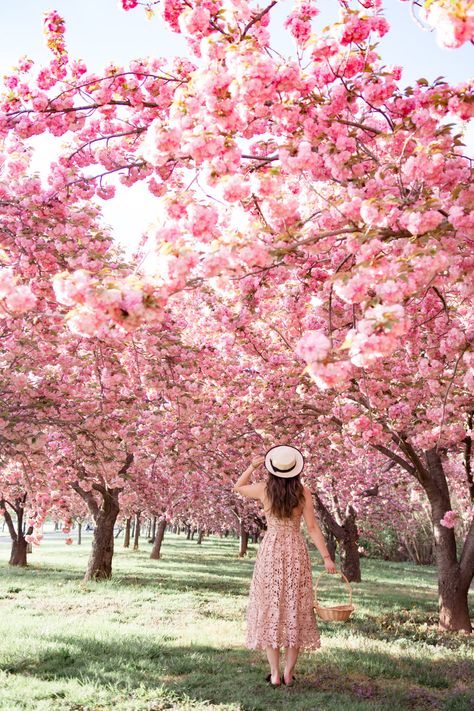 5 Secret Places to See Cherry Blossoms in Washington DC like a Local!  Cherry blossoms in DC, the best guide for avoiding the crowds! #washingtondc #cherryblossoms Cherry Blossom Washington Dc, Springtime Photos, Cherry Blossom Dc, Cherry Blossom Pictures, Spring Portraits, Spring Photoshoot, Sakura Tree, Spring Photos, Cherry Blossom Flowers