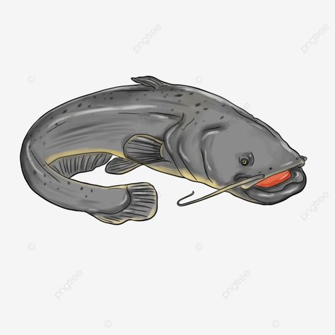 catfish illustration Catfish Cartoon, Catfish Illustration, Illustration Fish, Fish Png, Ad Illustration, Holiday Flyer, Cartoon Images, Catfish, Clipart Images