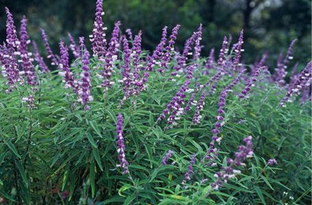 Lupine vs. Mexican Sage | FormLA Landscaping Mexican Bush Sage, Mexican Sage, Sage Garden, Bonsai Seeds, Deer Resistant Plants, Hanging Succulents, Border Plants, Garden Shrubs, Lawn Edging