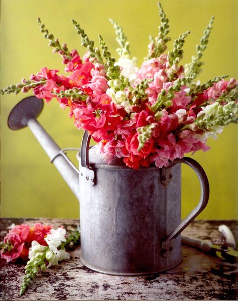 Watering Can - A gardener’s dream, this vintage, watering can is filled with stems of joyous snap dragons. The vibrant flowers contrast nicely against the weathered tin. Once the flowers perish, the can may be used to water new seedlings in the garden for future occupants. Watering Can Centerpieces, Vintage Watering Can, Snap Dragons, Galvanized Buckets, Watering Cans, Flowers Arrangements, Trendy Flowers, Deco Floral, Vibrant Flower