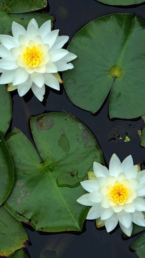 Flower Art Watercolor, Doodle Zen, Abstract Lotus, Lotus Artwork, Tanaman Air, Lotus Drawing, Lotus Flower Painting, Koi Fish Drawing, Water Lilies Painting