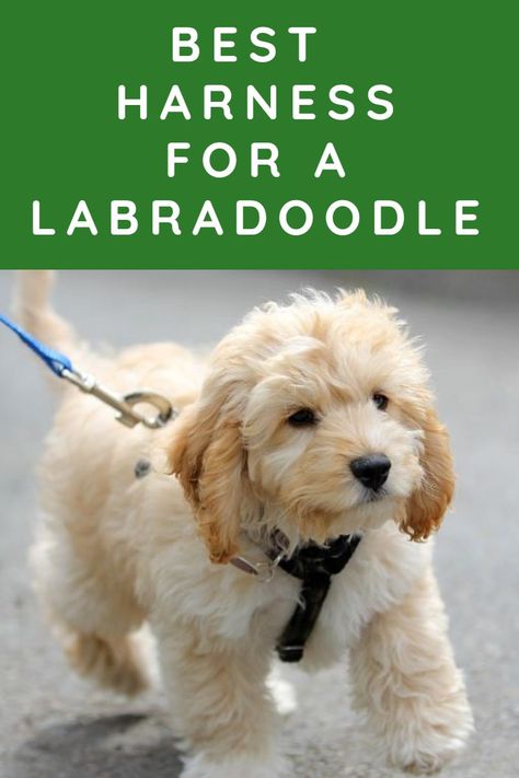 Labradoodle Mini, Labradoodle Miniature, Puppy Videos, Puppies Tips, Cockapoo Dog, Australian Labradoodle, Labradoodle Puppy, Dog Essentials, Pet Ideas